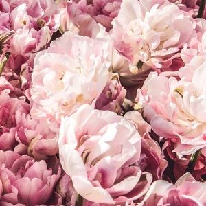 Meet your Posher, Ara